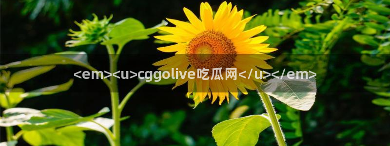 91吃瓜网今日大瓜热门大瓜：<em><u>cggolive吃瓜网</u></em>